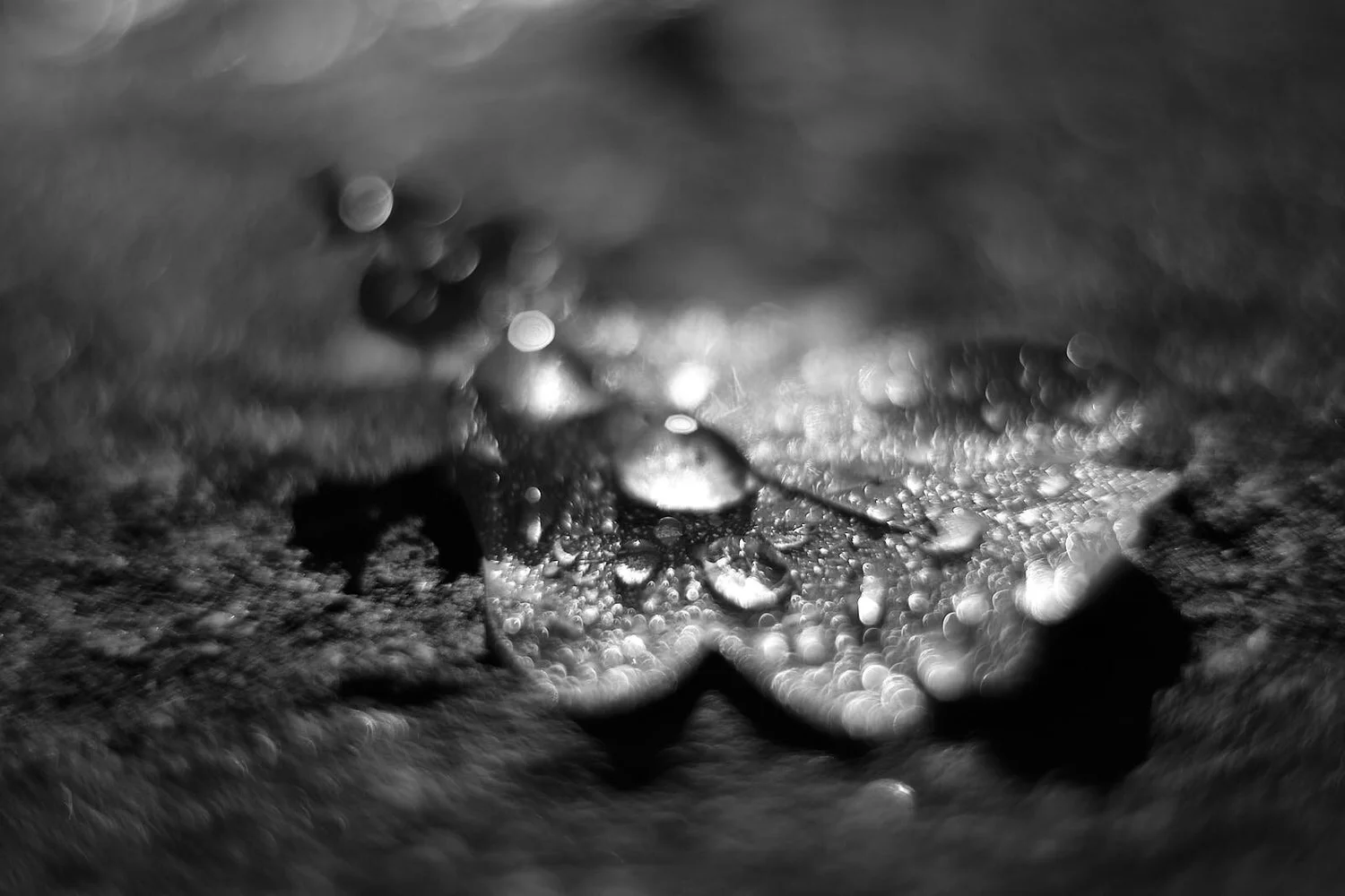 _DSF8804.jpg