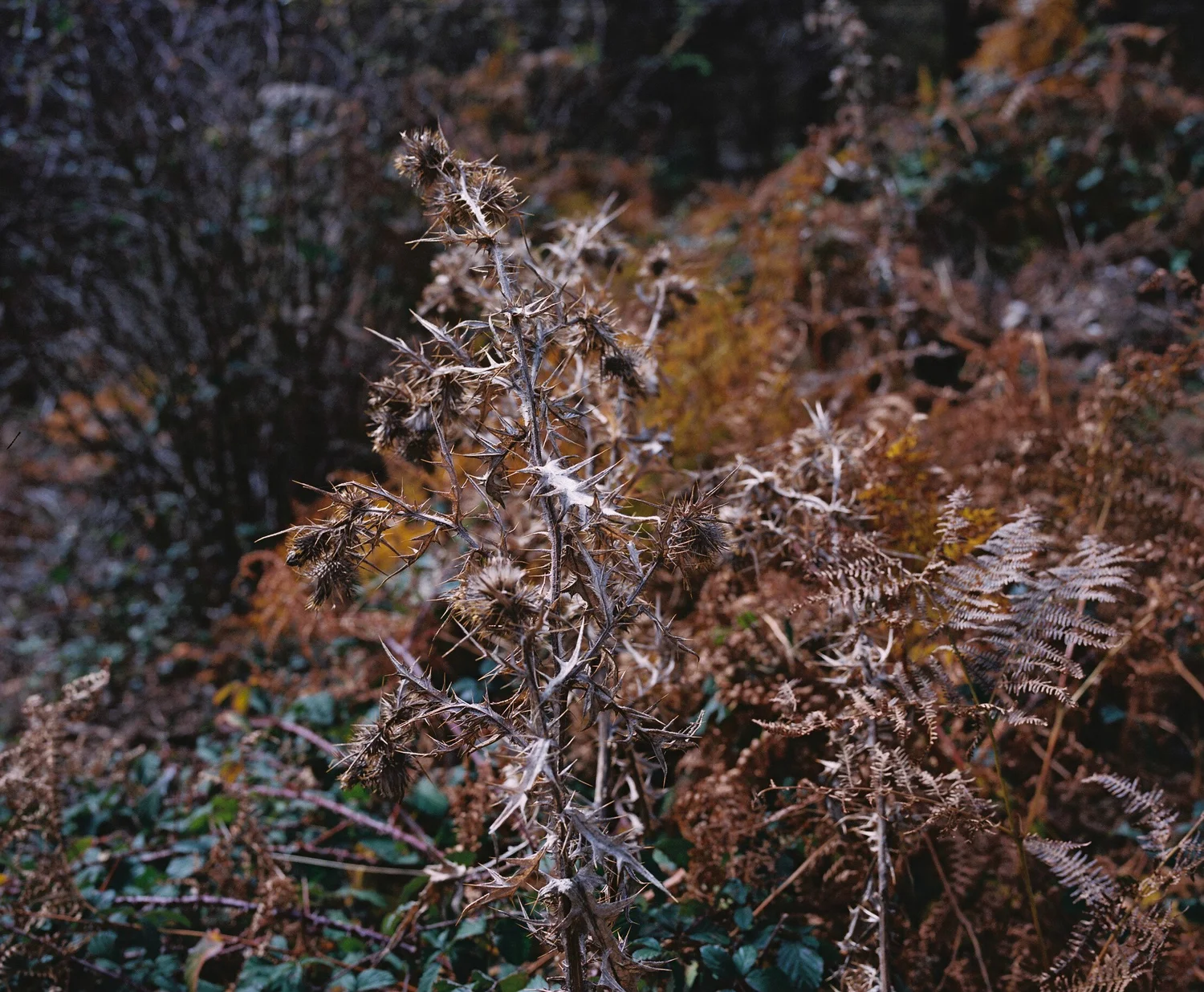 080010.JPG