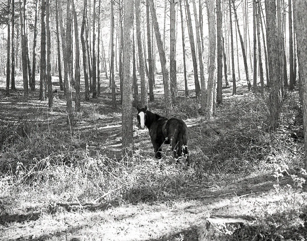 Fotos007.jpg