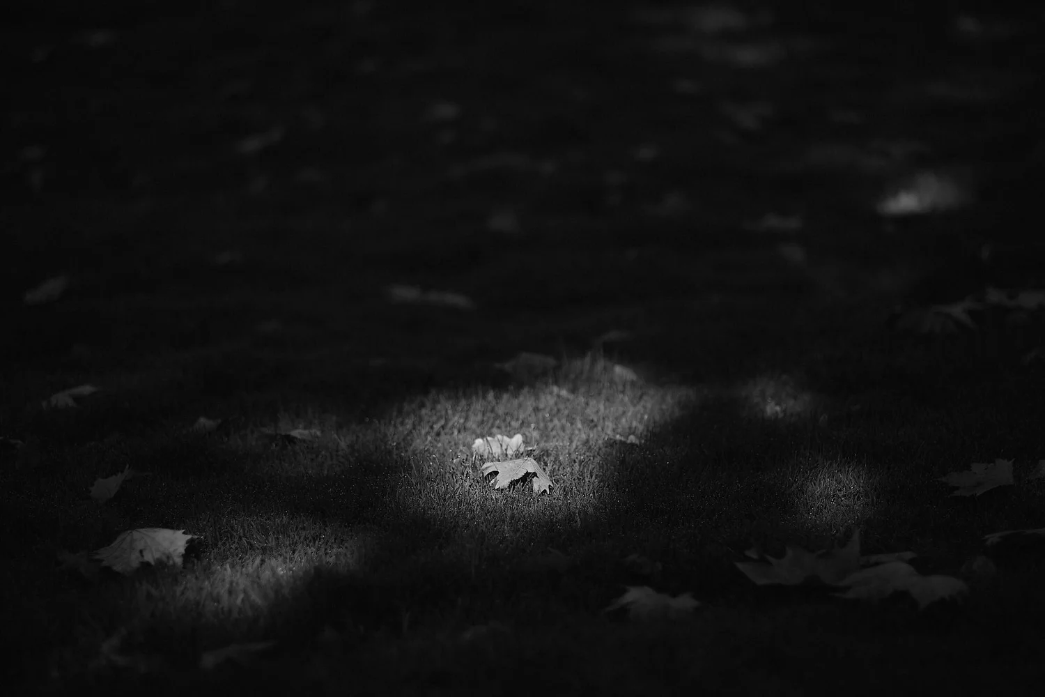 _DSF8771 1.jpg