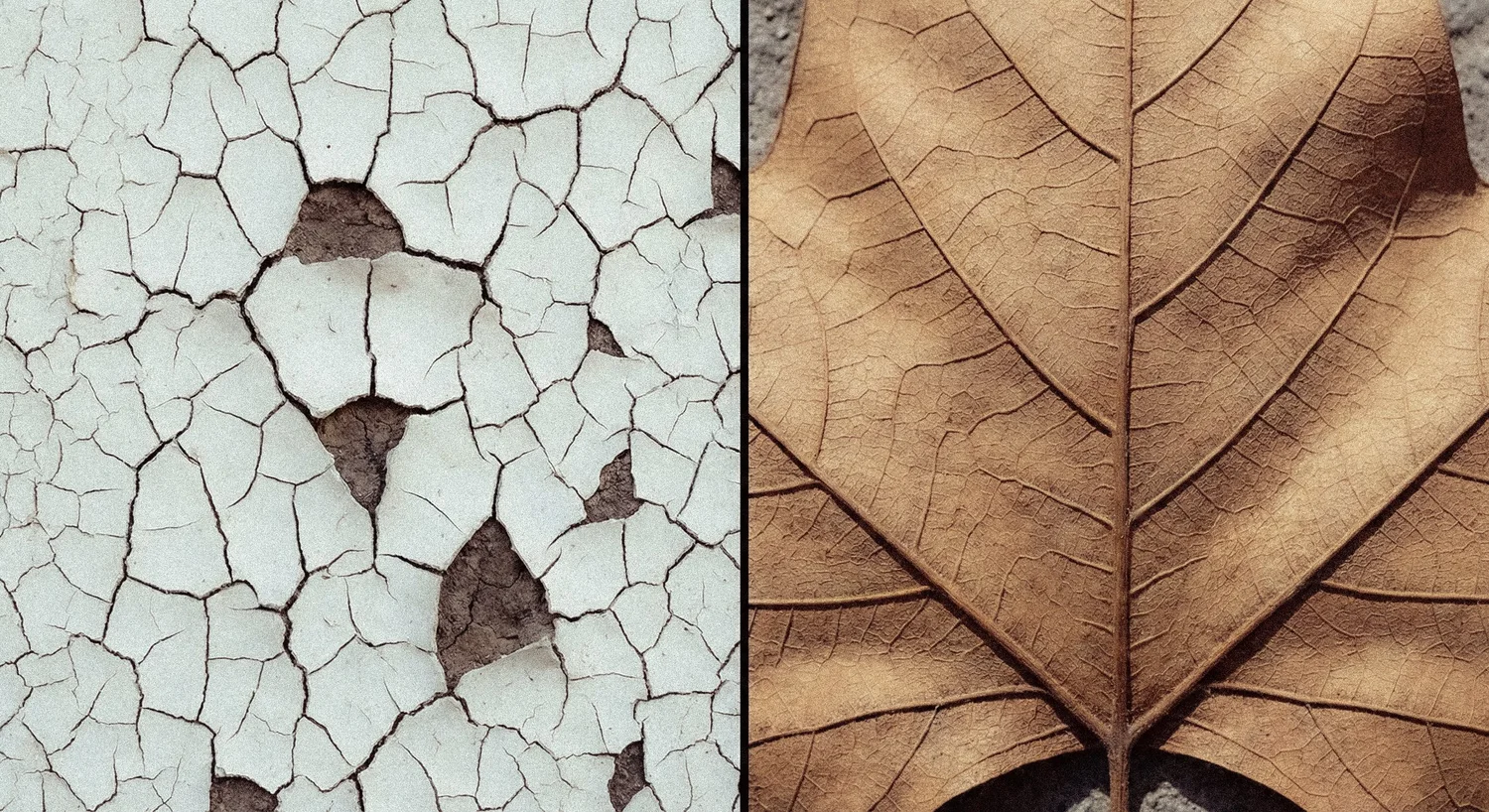 Hoja y pared.jpg