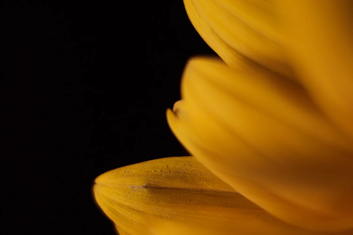 _DSF8174.jpg