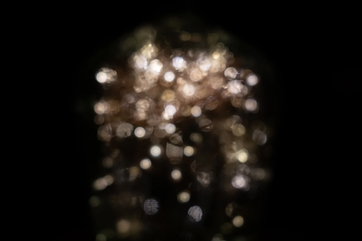 _DSF3878.jpg