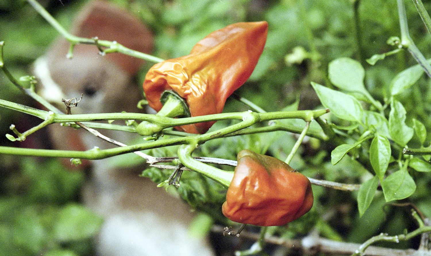 IMG005.jpg