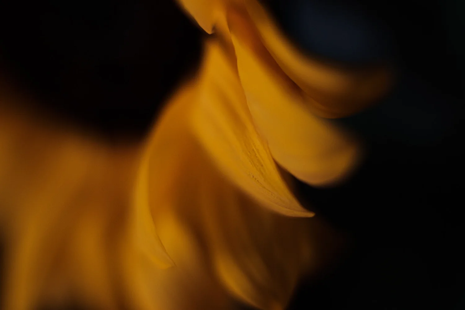 _DSF8171.jpg
