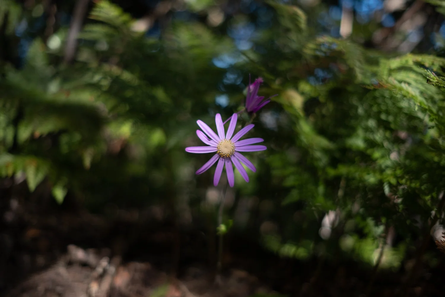 _DSF7324.jpg