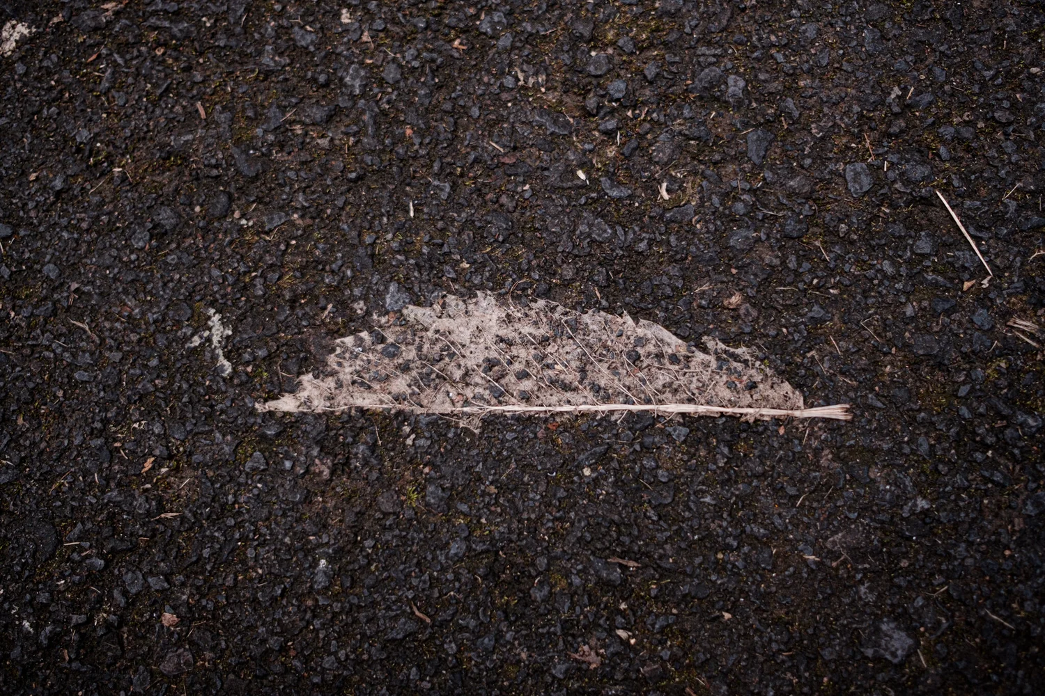 Memorias en el asfalto